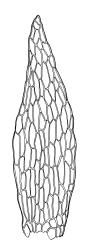 Micromitrium tenerum, leaf. Drawn from J.K. Bartlett s.n., Mar. 1980, CHR 266331.
 Image: R.C. Wagstaff © Landcare Research 2014 